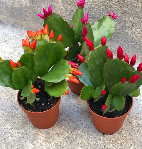 Spring Easter Cactus Trio (2in Pots) *not blooming*