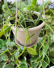 Hoya Linearis