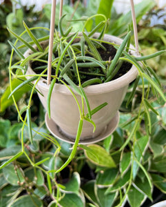 Hoya Linearis