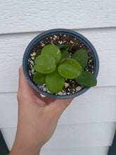 Hoya Mathilde