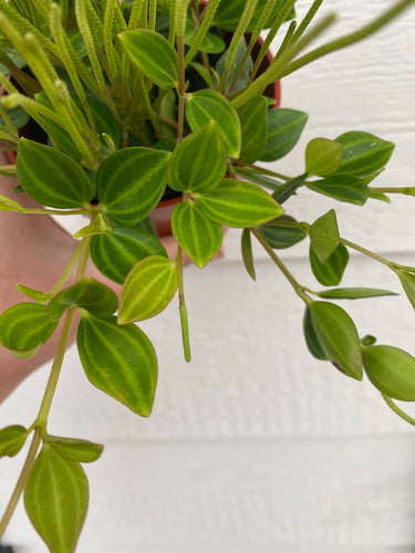 Peperomia Quadrangularis 'Beetle'