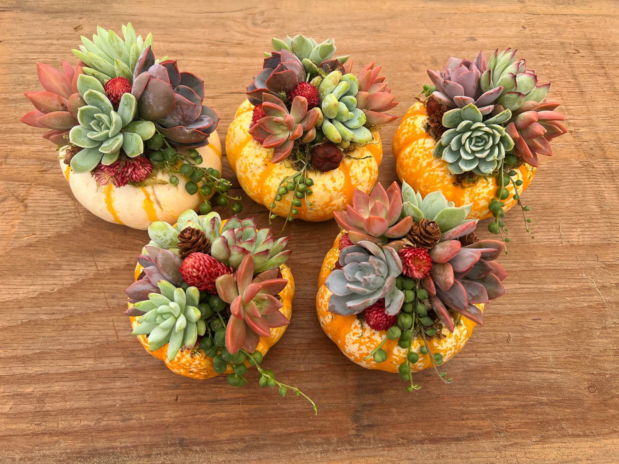 mini pumpkin succulent planters Single Tiger Stripe Mini Succulent Pumpkin