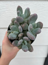 Blue Moonstones Pachyphytum Oviferum