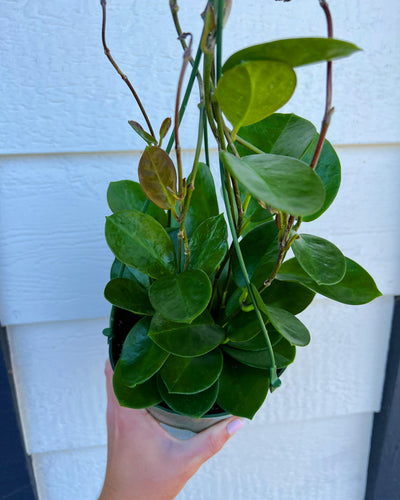 Hoya Australis