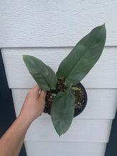 Philodendron Silver Sword