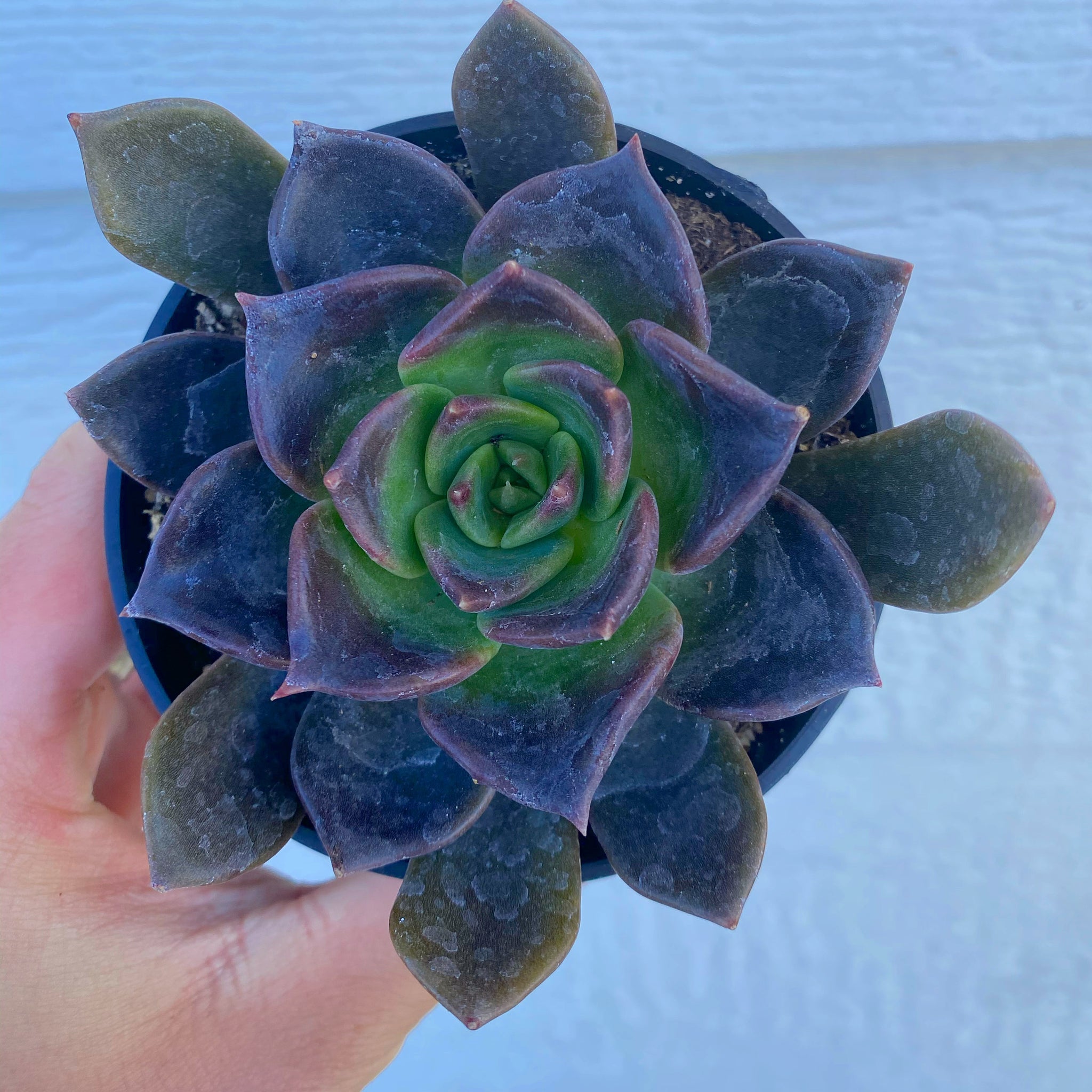 moon succulent Echeveria Dark Moon (USPP28685)