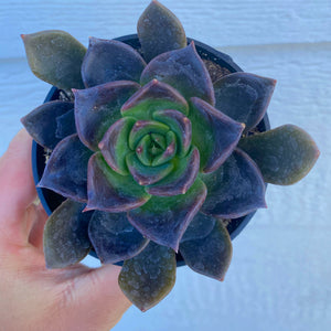 dark unison succulent Echeveria Dark Moon (USPP28685) – In Succulent Love