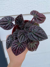 Peperomia Caperata 'Schumi Red'