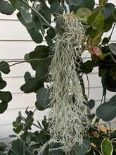 Living Spanish Moss