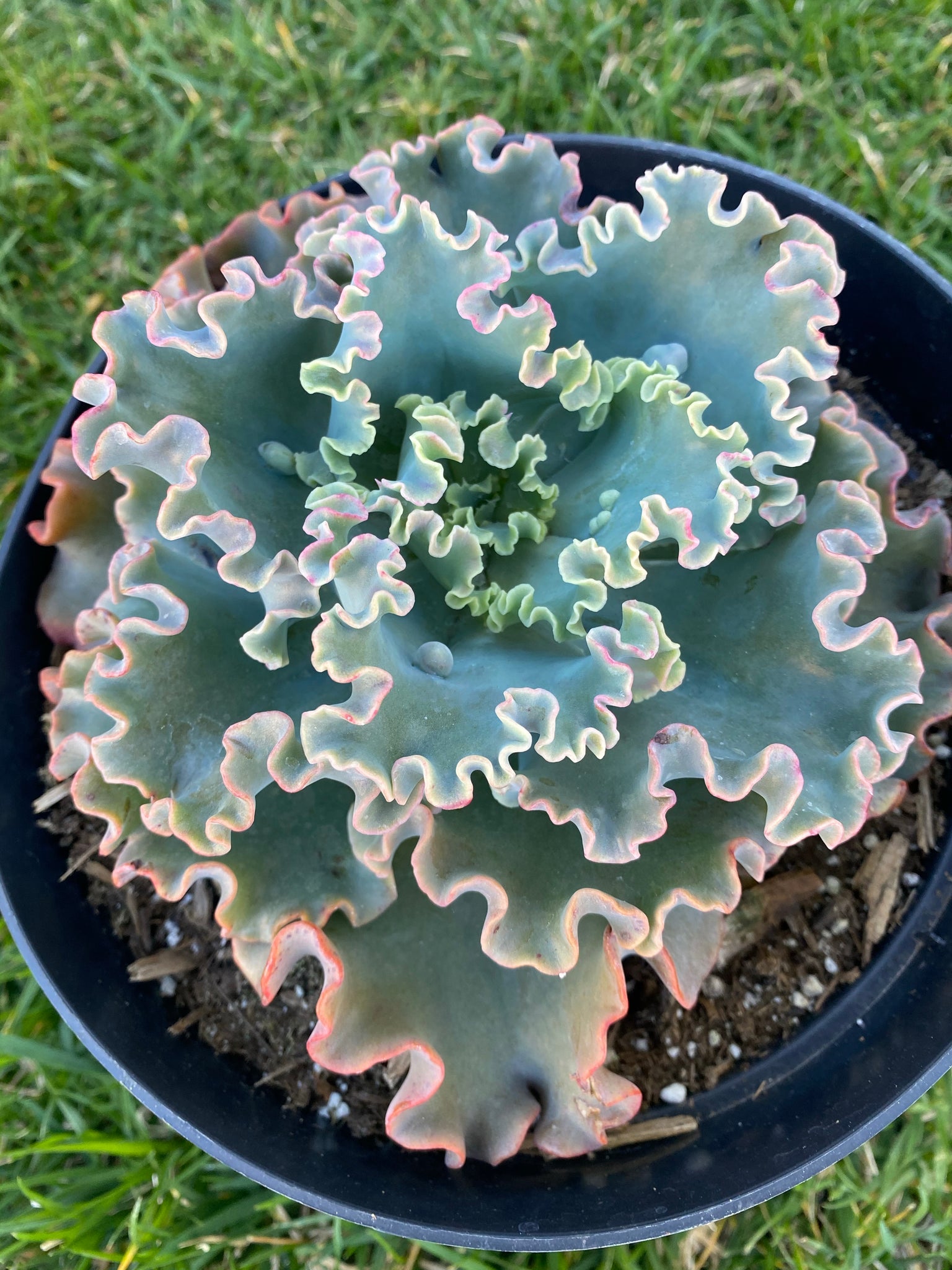 sea dragon succulent for sale Echeveria Sea Dragon (USPP29814)