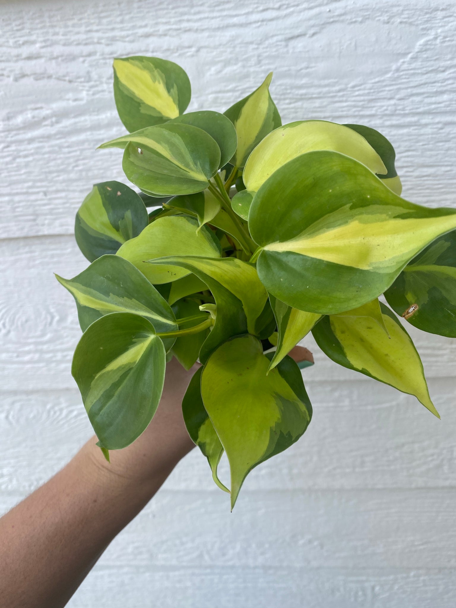 philodendron brasil vine Philodendron Brasil – In Succulent Love