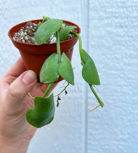 Dischidia Imbricata