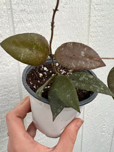 Hoya Caudata Sumatra