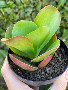 Kalanchoe Dragonfire PP30694