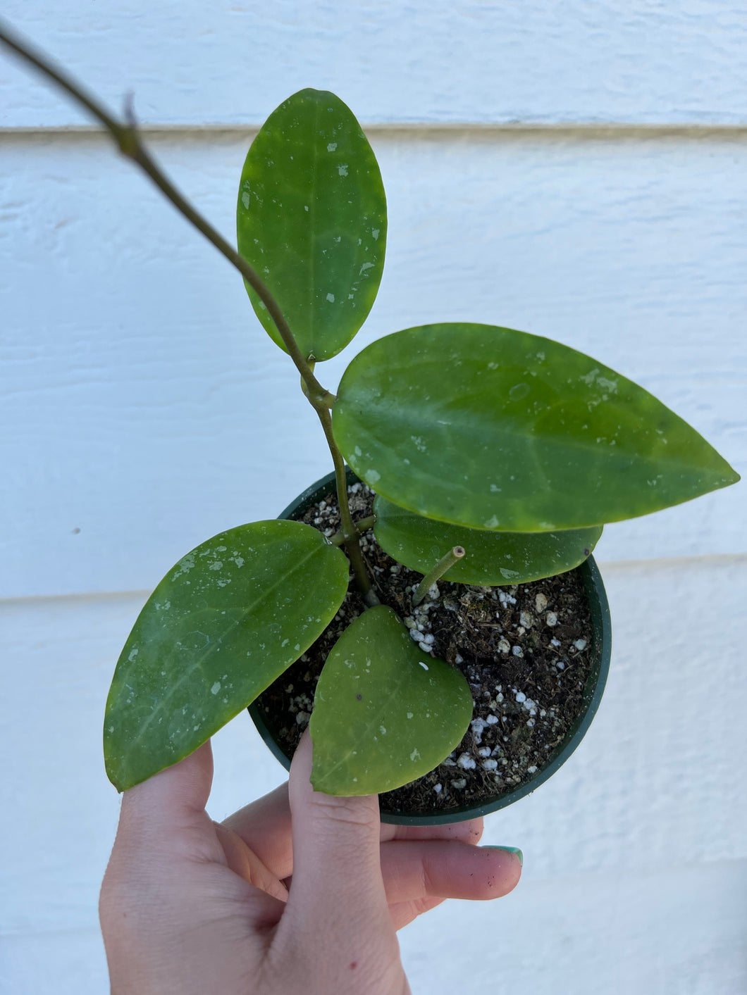 Hoya Acuta