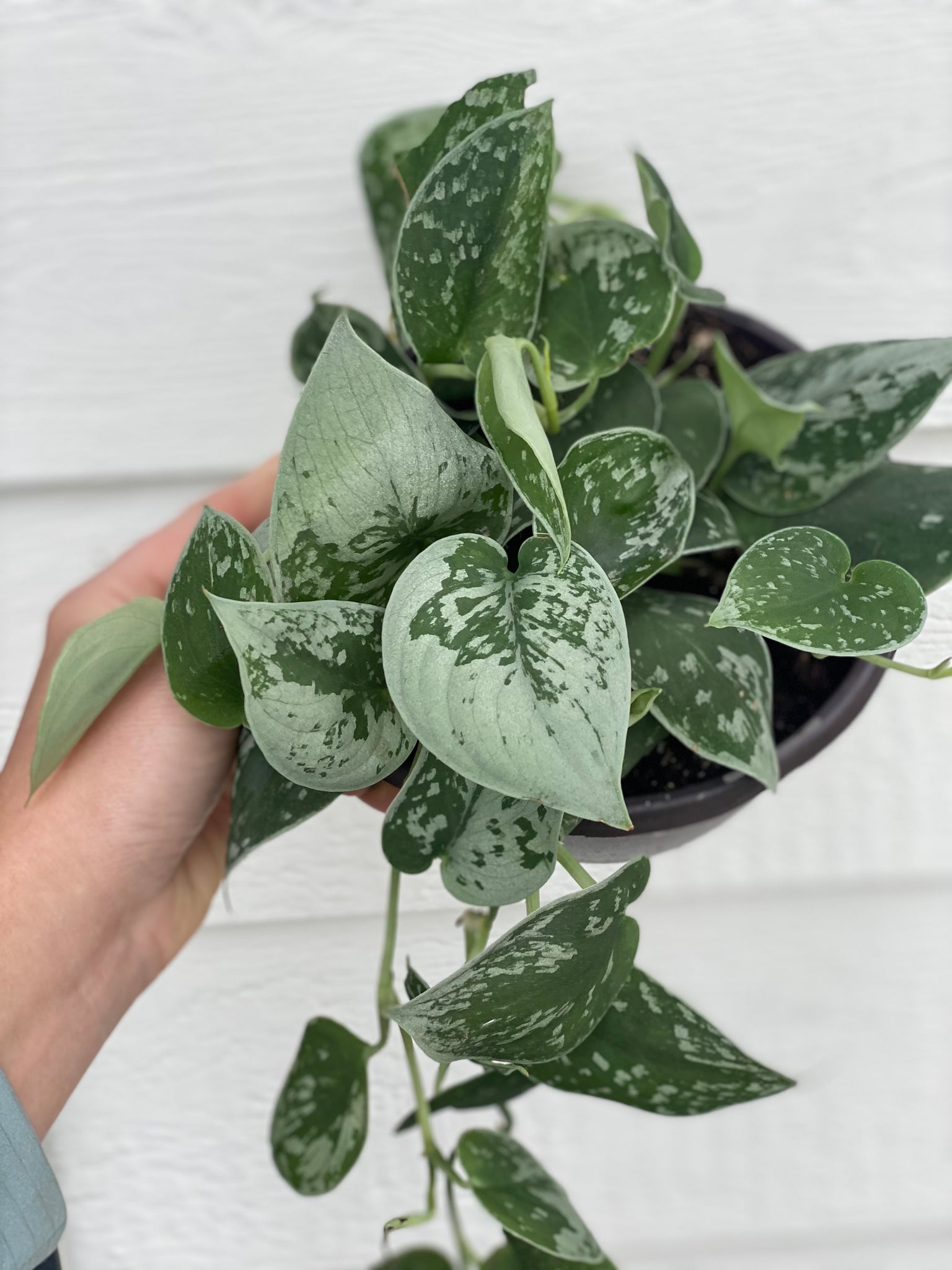 pothos silvery ann Scindapsus Pictus Silvery Anne ( Pothos ) – In Succulent Love