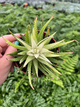 Haworthia Variegated