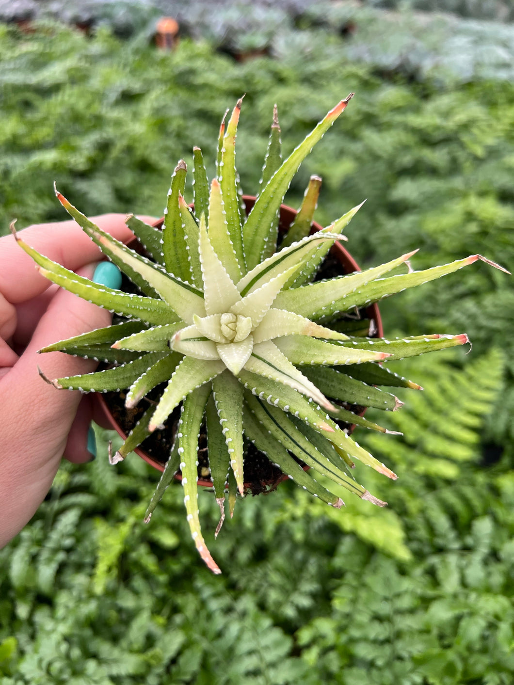 Haworthia Variegated