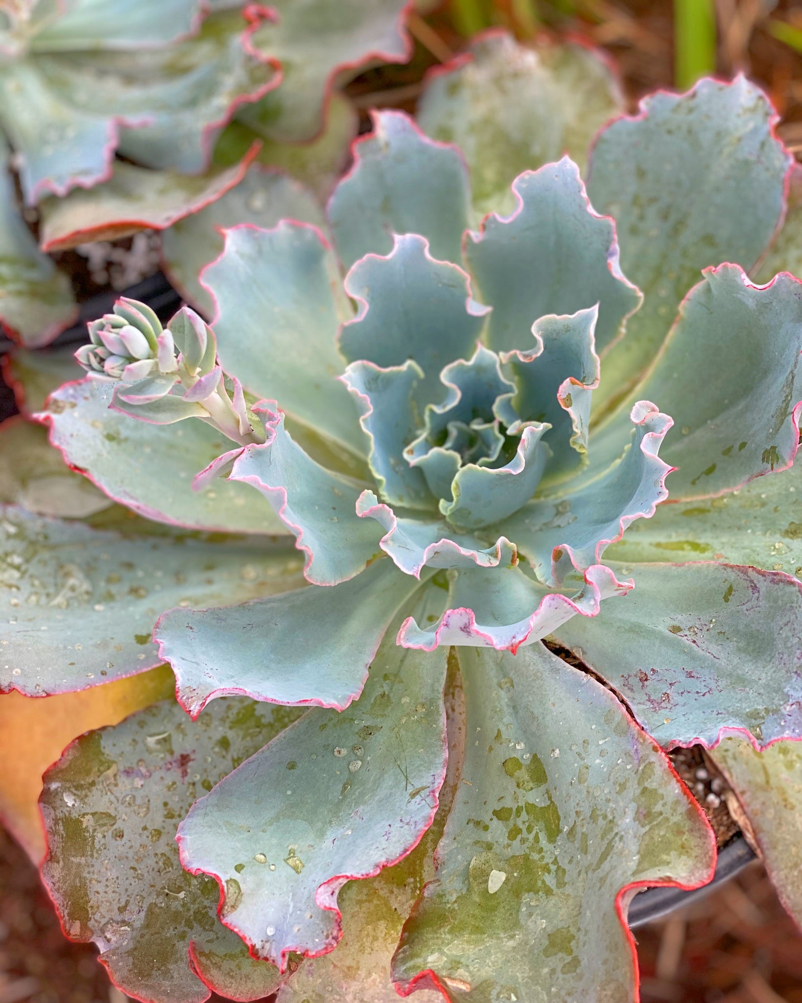 which succulents are patented Echeveria Sahara (Patent #USPP27514P3) – In Succulent Love
