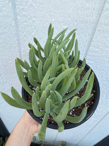 Mermaid Tail - I ( Crested Senecio Vitalis )