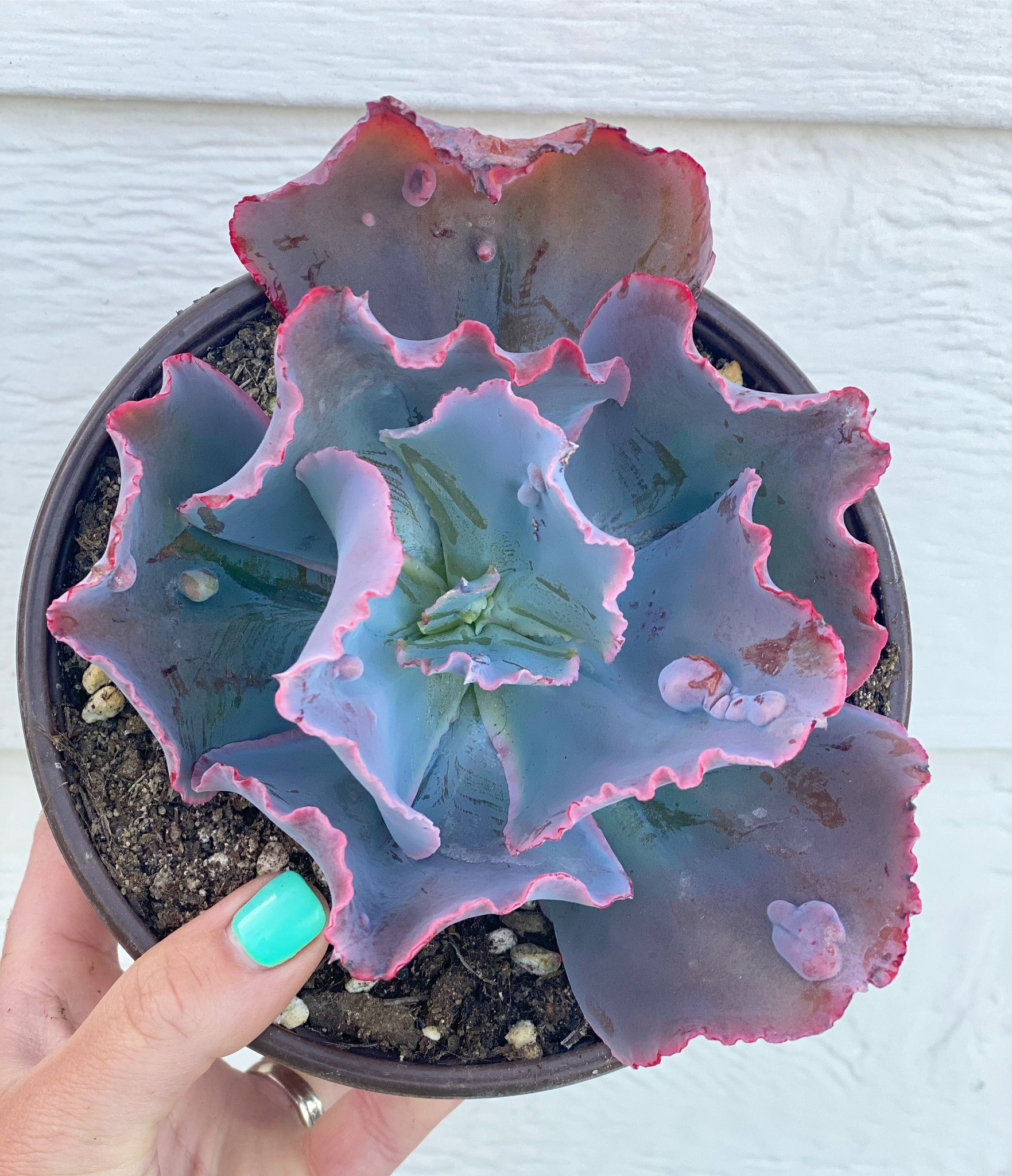 etna succulent Echeveria Etna – In Succulent Love