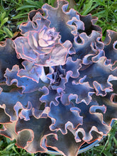 Echeveria Violacina