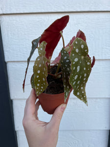 Begonia Maculata Polka Dot