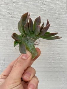 Small Crested Graptoveria Fred Ives #2