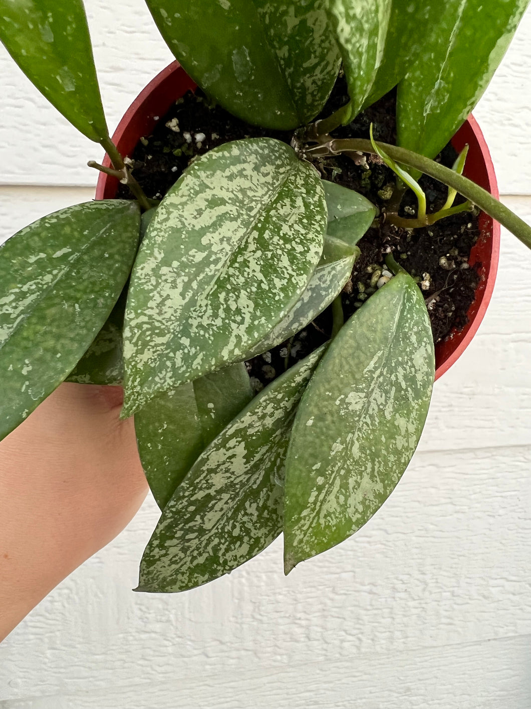 Hoya Pubicalyx Super Splashy