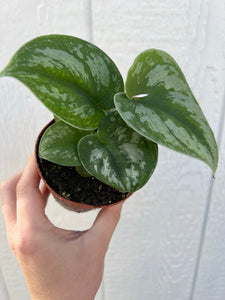 Scindapsus Pictus ‘ Exotica Hybrid ‘ Pothos