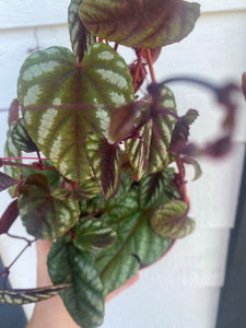 Rex Begonia Vine Cissus Discolor