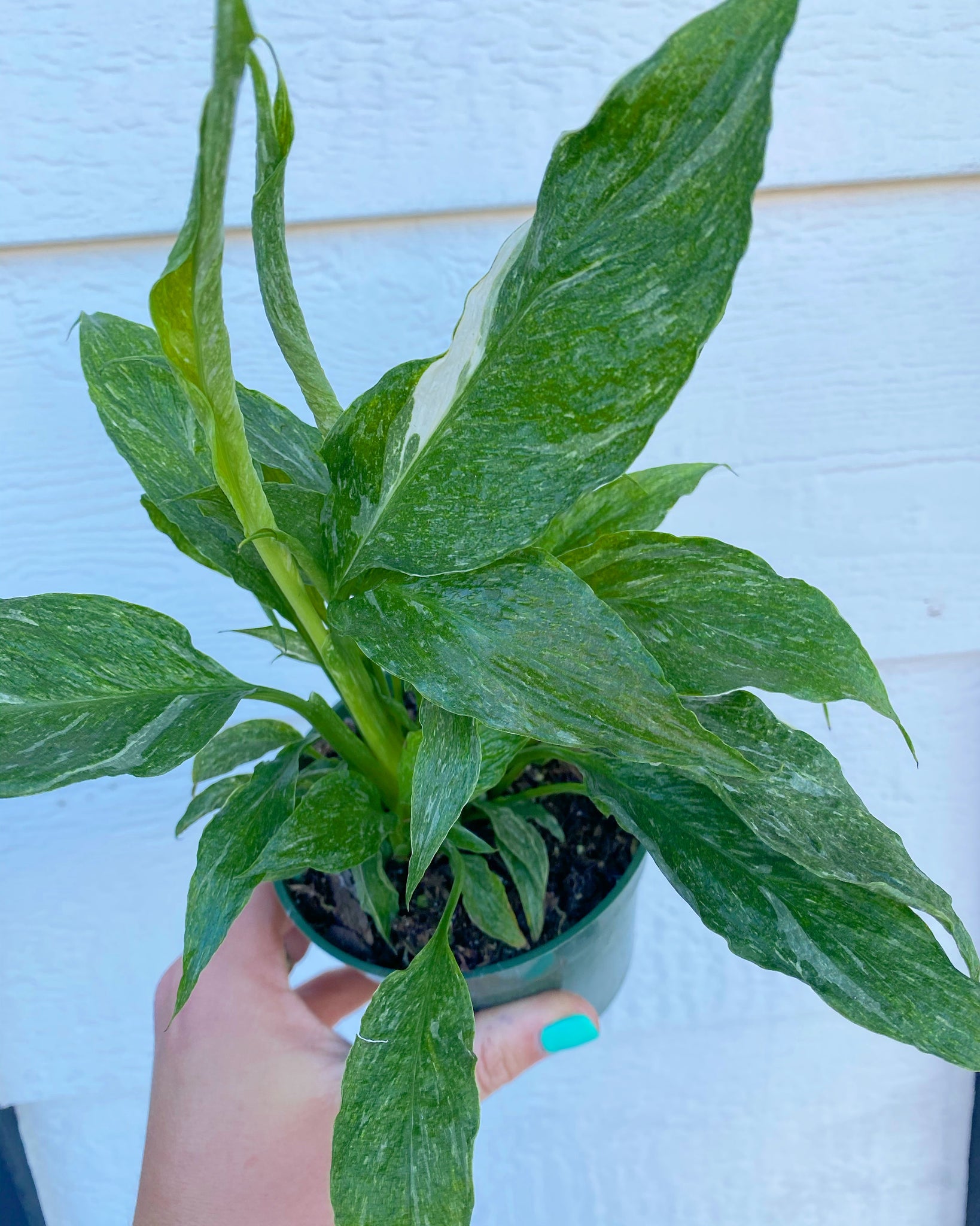 peace lily plants for sale Spathiphyllum Domino ( Variegated Peace Lily ) – In Succulent Love