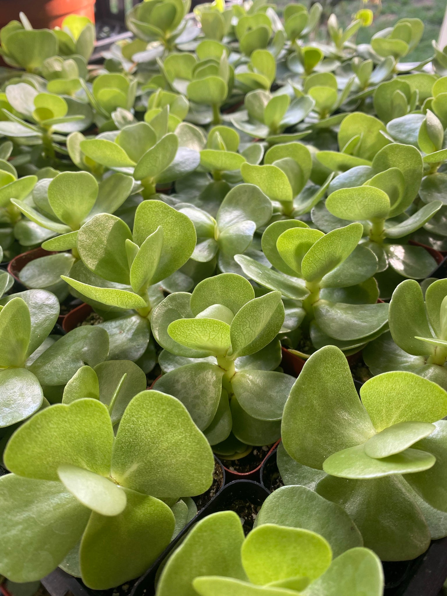 portulaca molokiniensis succulent Portulaca Molokiniensis – In Succulent Love