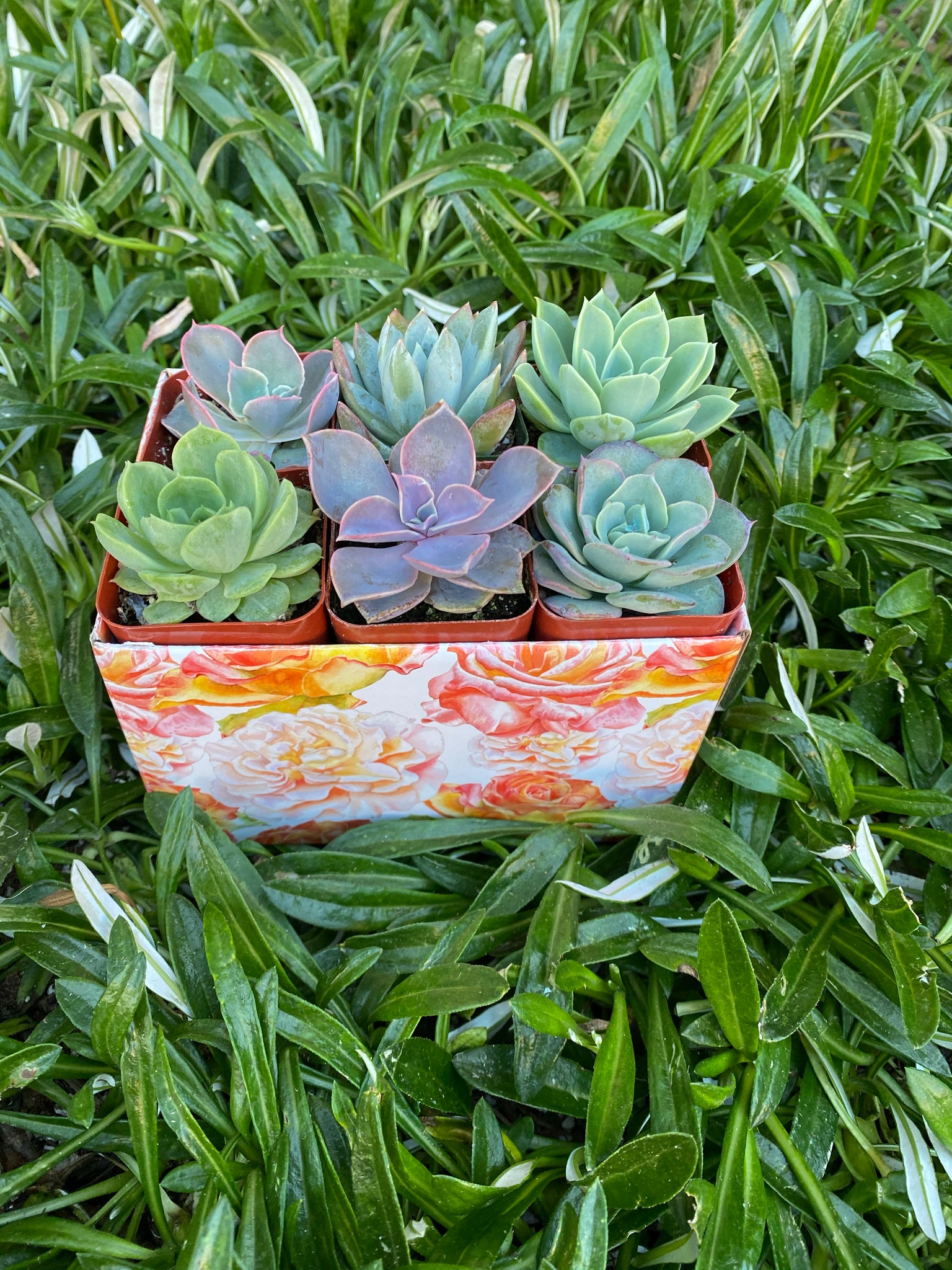 succulent plants gifts Small Succulent Gift Box – In Succulent Love