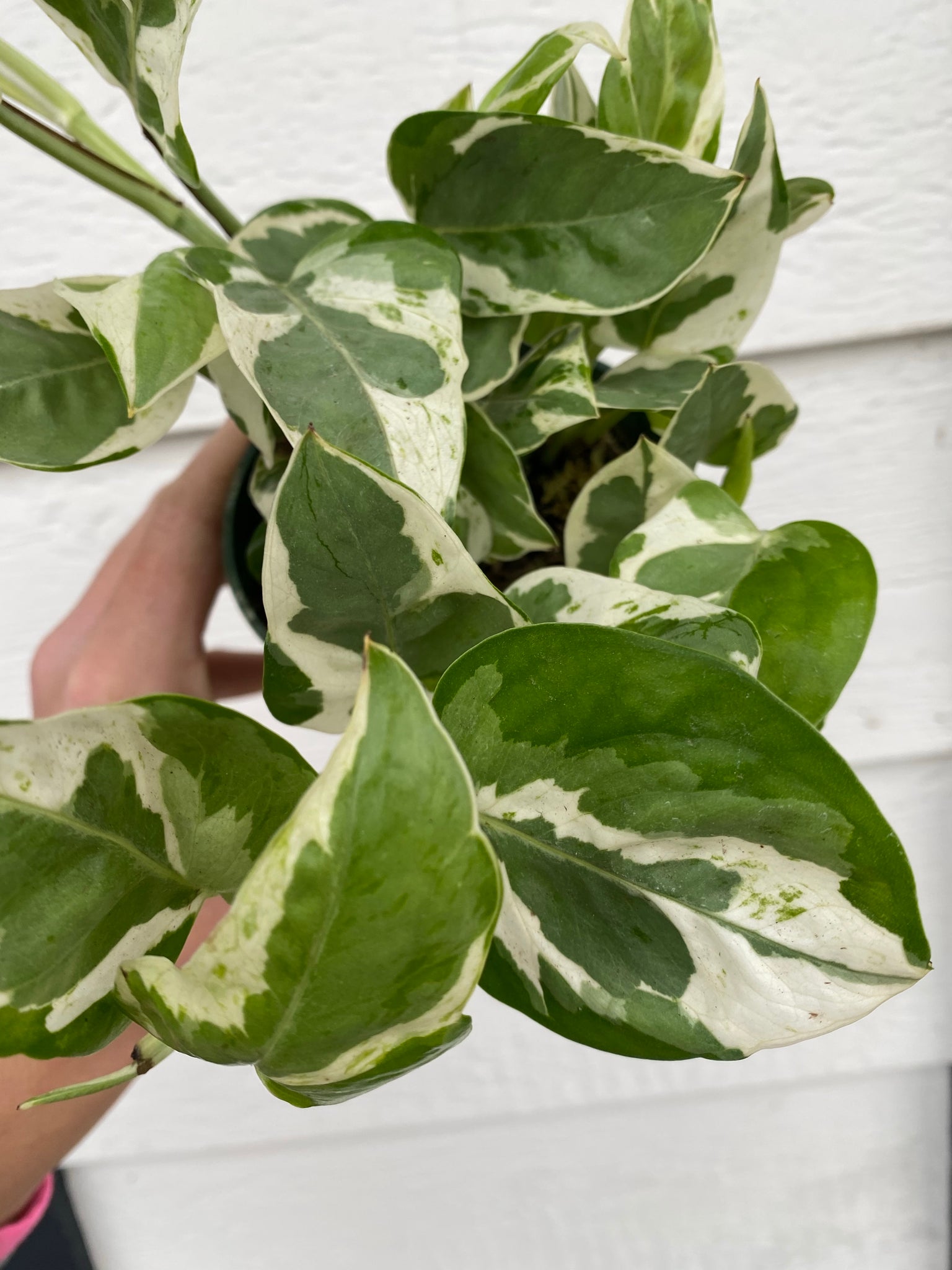 pearls and jade pothos for sale Pothos Pearls & Jade – In Succulent Love