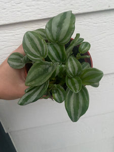 Peperomia Mini Watermelon