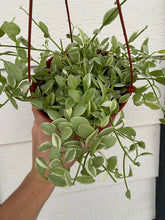 Dischidia Oiantha Variegated ( Silver Falls )