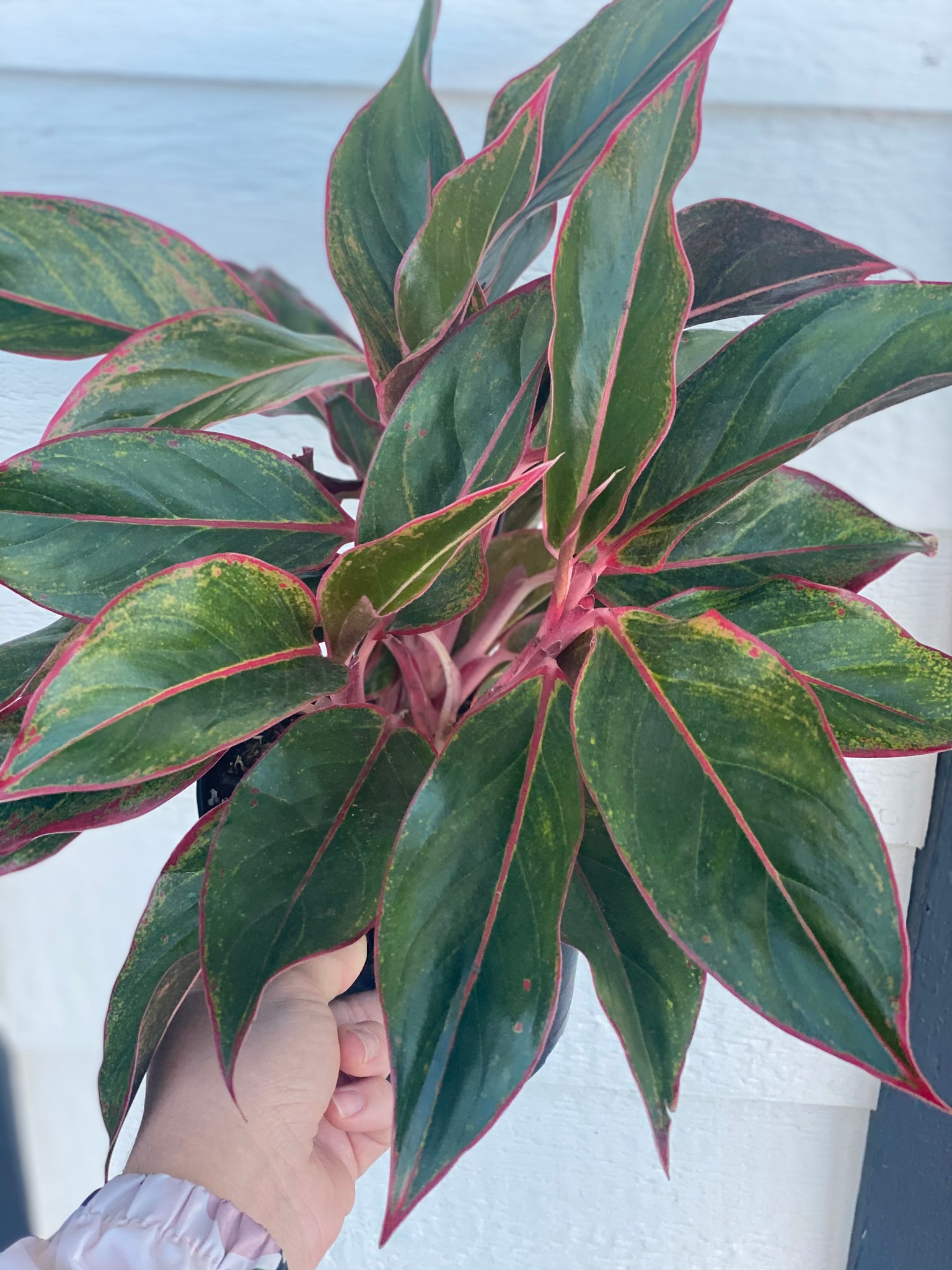 aurora aglaonema Siam Aurora' Chinese Evergreen Aglaonema – In Succulent Love