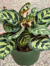 Calathea Makoyana