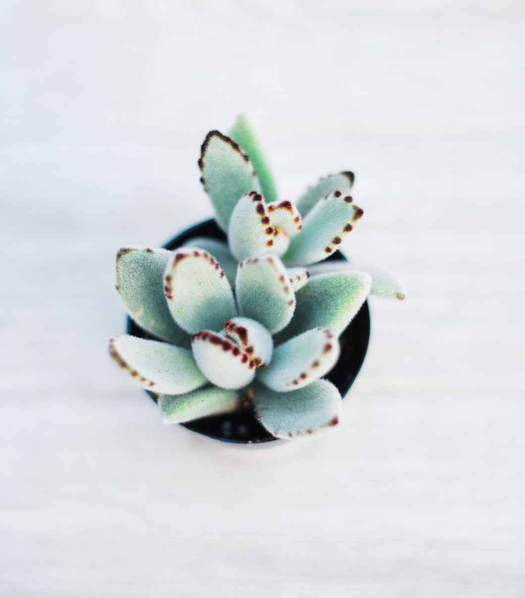 silver panda succulent Kalanchoe Tomentosa (Light Panda Plant) – In Succulent Love