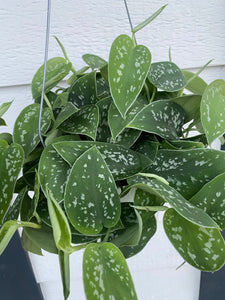 Scindapsus pictus 'Argyraeus' (Pothos Satin)