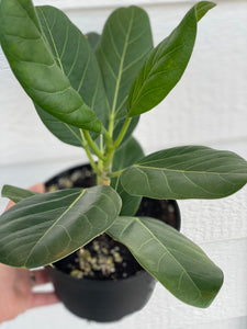 Ficus Audrey