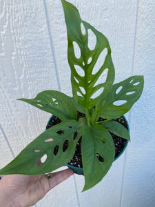 Monstera Adansonii - Swiss Cheese Plant