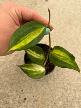 Hoya Macrophylla Reverse Variegated ‘Pot of Gold’