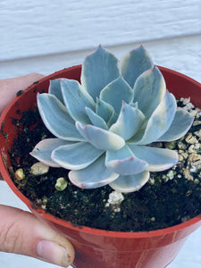 Echeveria Variegated Subsessilis