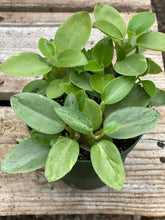 Peperomia Pixie Variegated