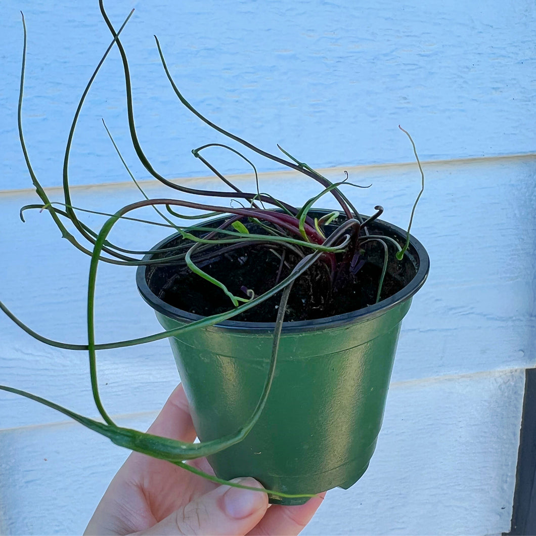 squid air plant Alocasia Flying Squid – In Succulent Love