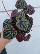 Peperomia Caperata 'Schumi Red'