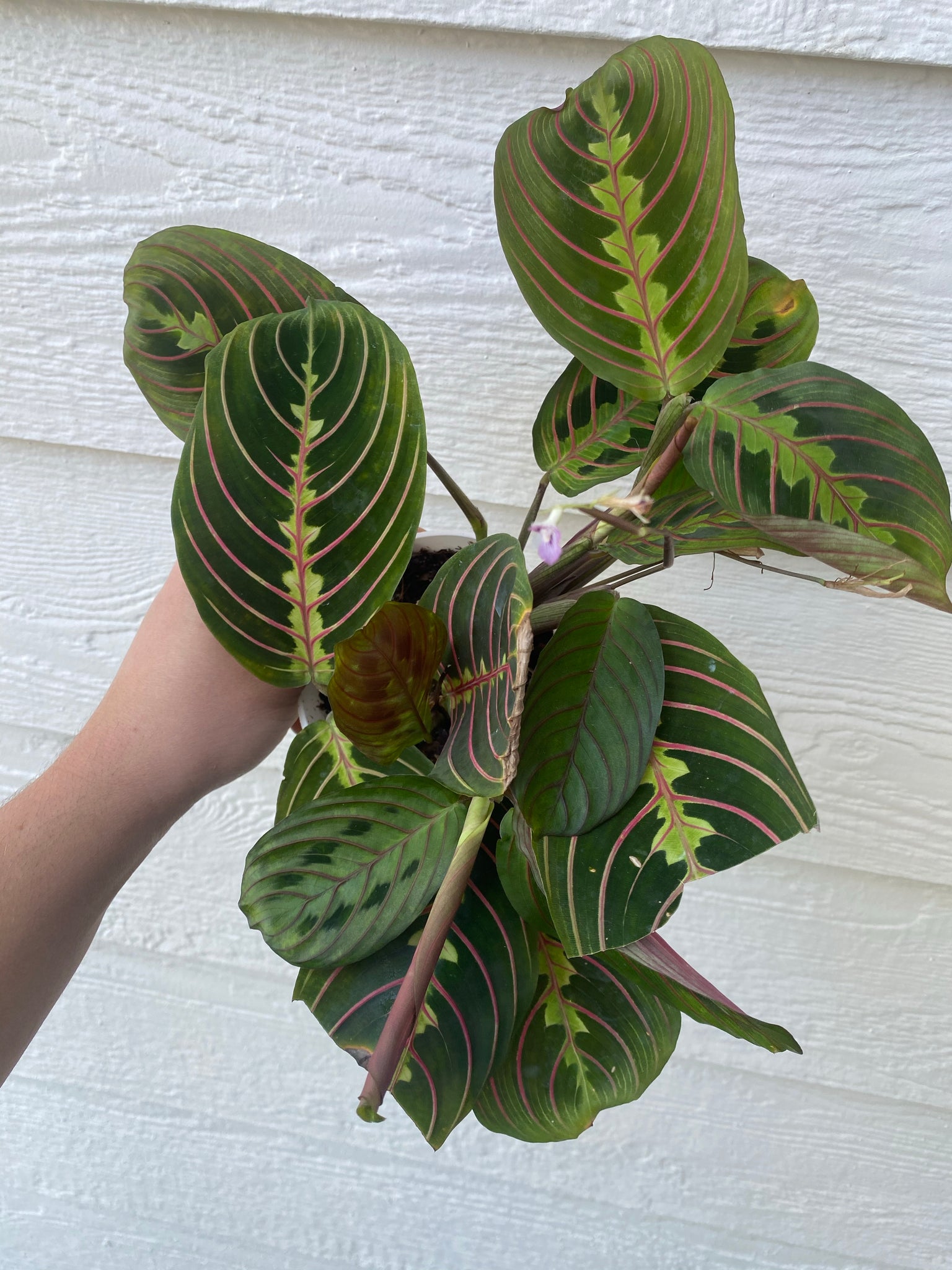 red maranta prayer plant near me Red Maranta ( Red Prayer Plant ) – In Succulent Love