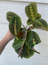 Red Maranta ( Red Prayer Plant )